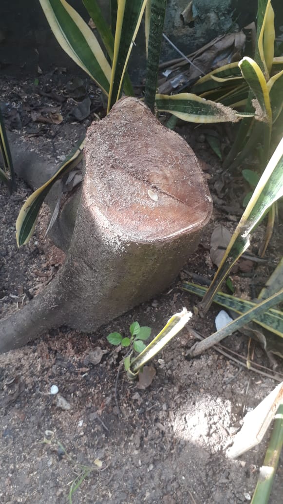 Polícia encontra árvores cortadas sem autorização na Tijuca