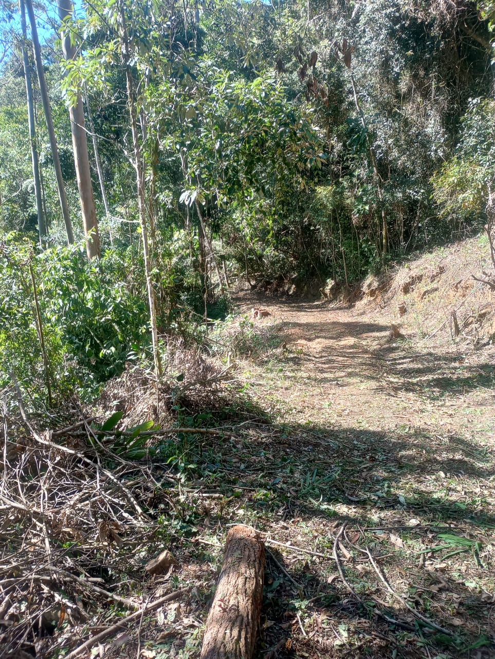 Polícia identifica desmatamento florestal em Nova Friburgo após denúncia