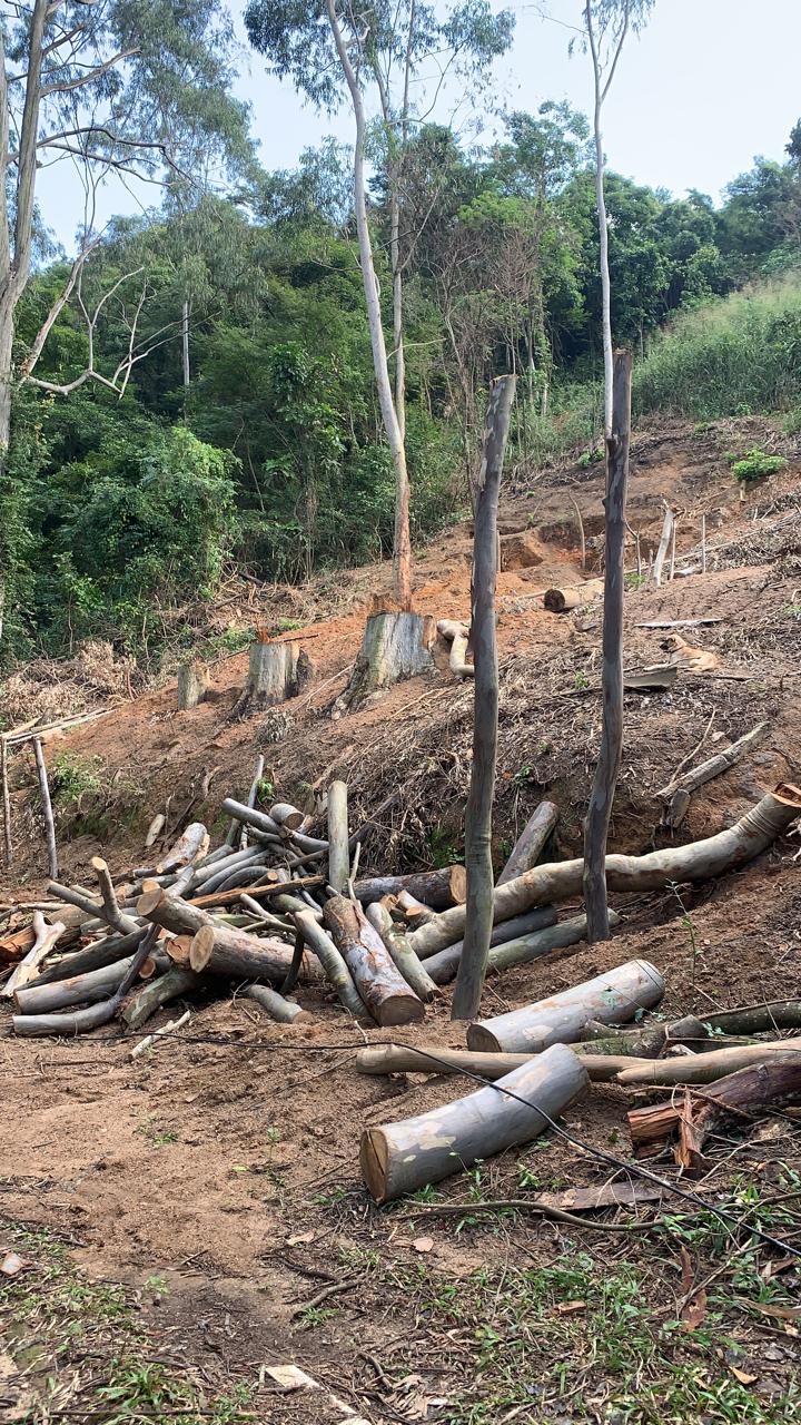 Árvores são encontradas cortadas em Santa Cruz após informações do Linha Verde