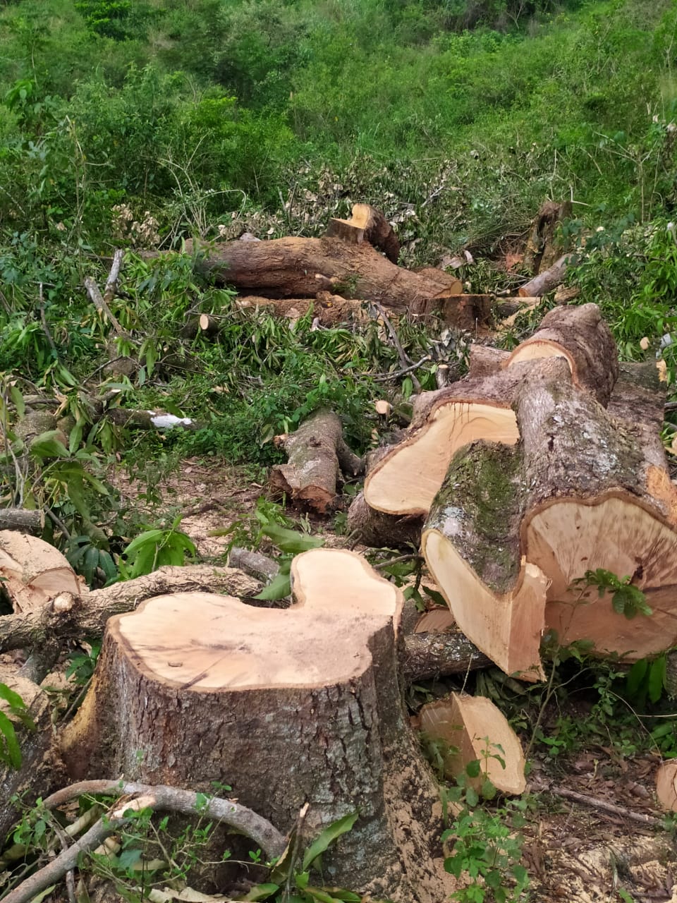 Árvores são encontradas cortadas em Nova Iguaçu após denúncia