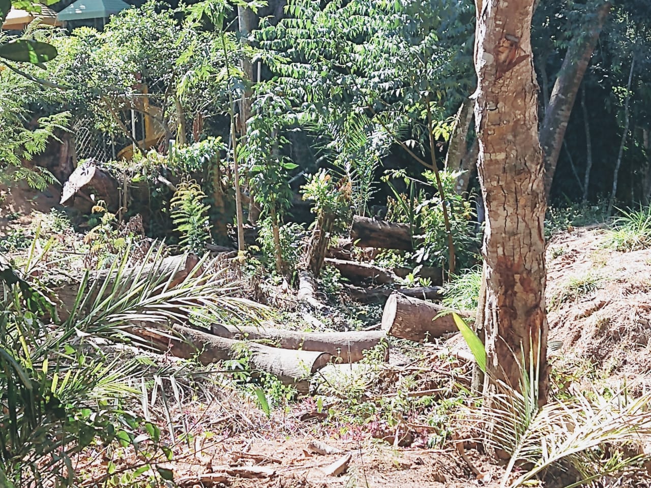 Denúncia de desmatamento leva 5ª UPAm à Petrópolis