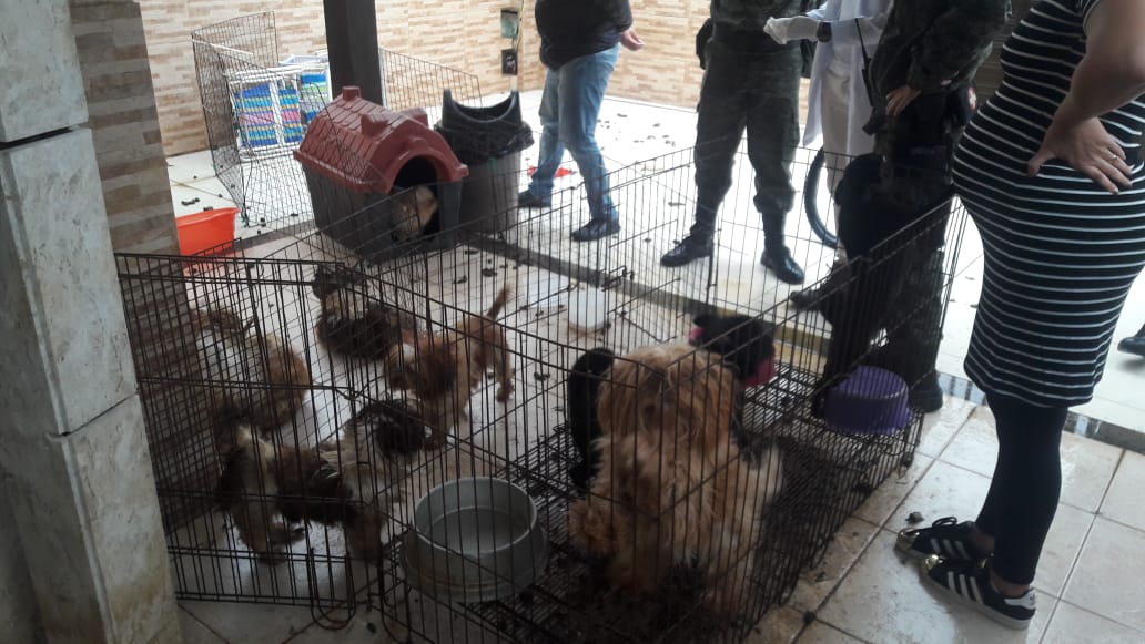 Cachorros vítimas de maus tratos em Rio das Ostras são resgatados após denúncias feitas ao Linha Verde