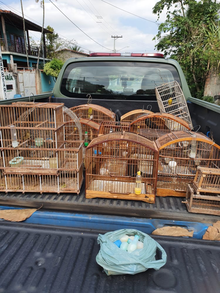 Denúncia do Linha Verde leva polícia a resgatar 16 pássaros de cativeiro além de apreender frascos de cerol em Guapimirim