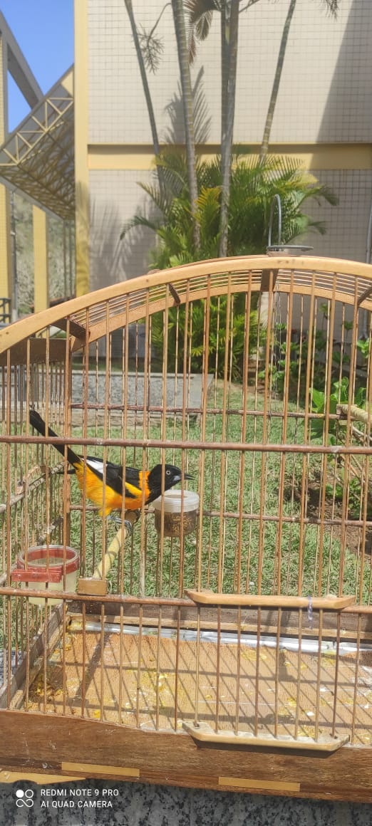 Pássaros da fauna silvestre são resgatados de cativeiro em Petrópolis após denúncia feita ao Linha Verde