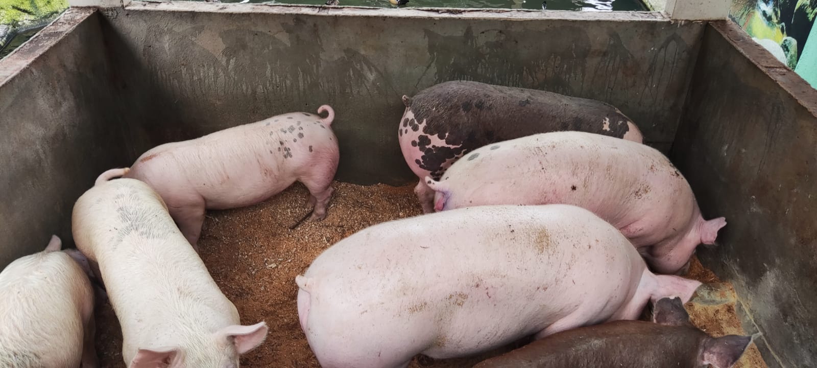 Denúncia leva polícia ambiental a constatar criação de porcos e galinhas em área de preservação permanente