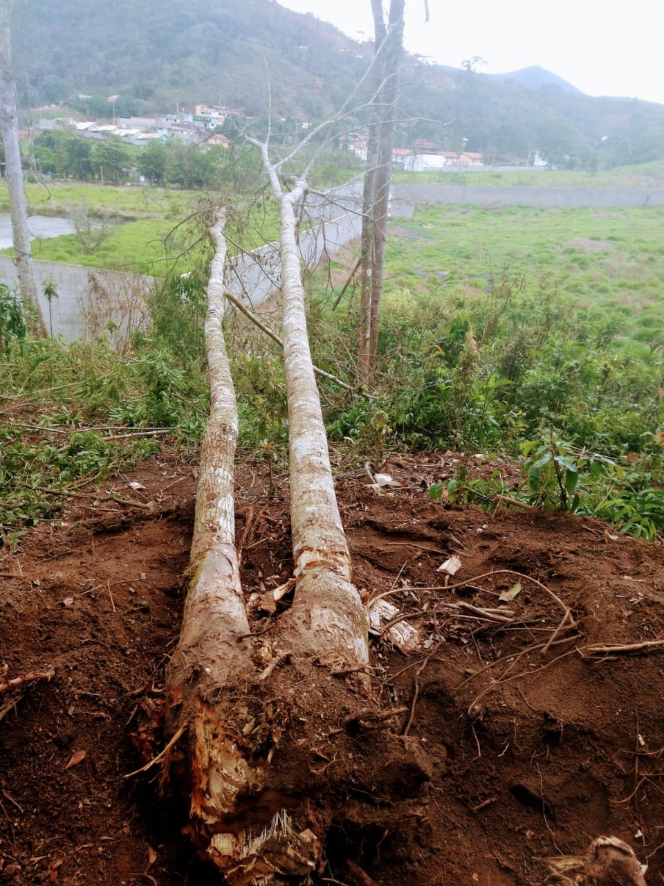 Área de mil metros quadrados degradada é localizada e polícia constata corte de 16 árvores