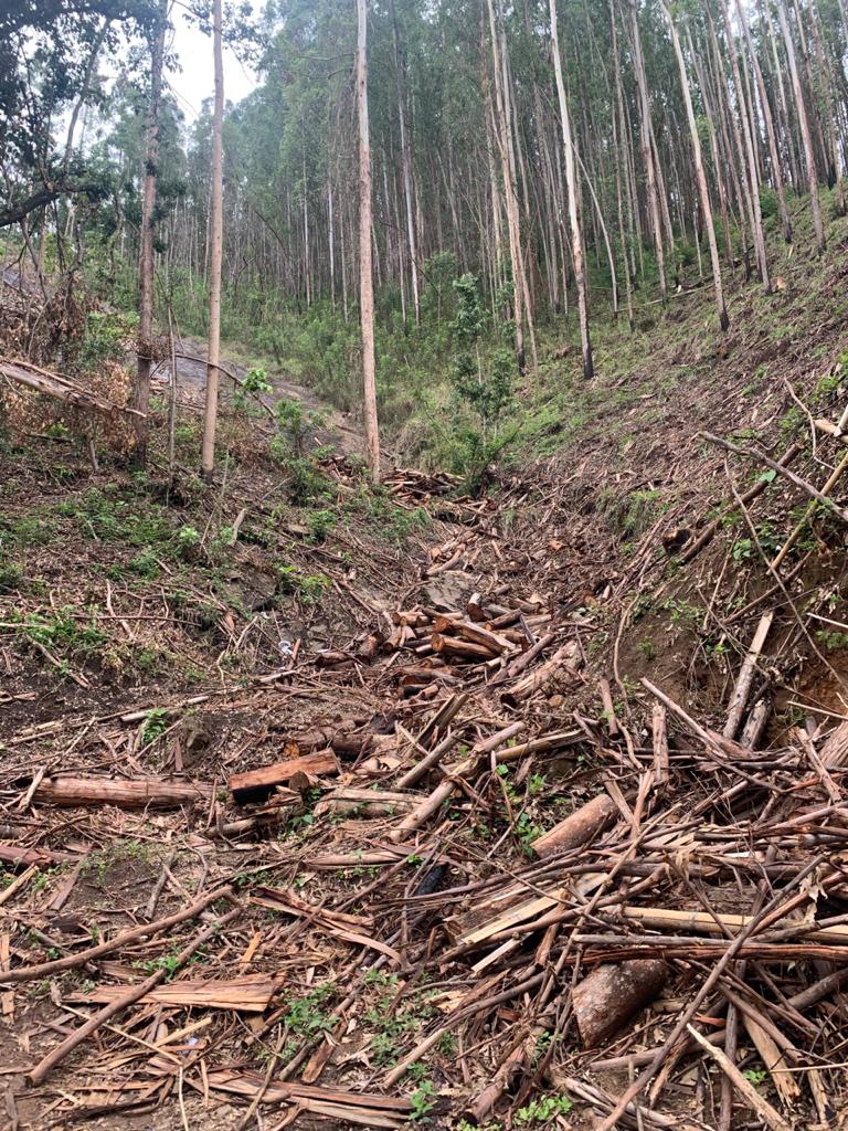 Denúncia de desmatamento leva polícia a encontrar árvores cortadas em área de 400 metros quadrados em Teresópolis