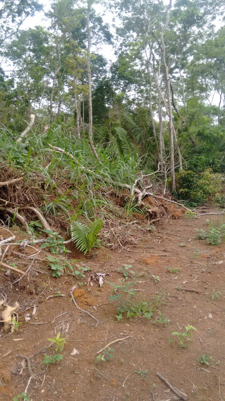 Denúncia de crime ambiental feita ao Linha Verde leva polícia a constatar desmatamento e extração mineral em Rio das Ostras