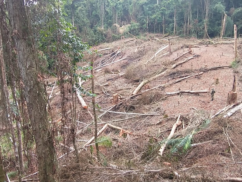Polícia encontra 200 árvores cortadas em Quatis com ajuda do Linha Verde