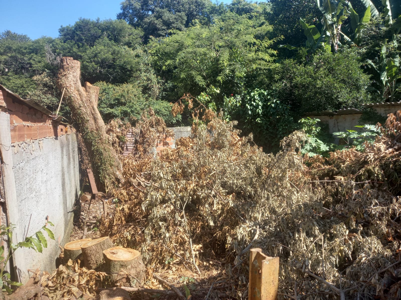 Com auxilio de denúncia, polícia ambiental encontra árvores cortadas as margens da cachoeira do Morro do Banco