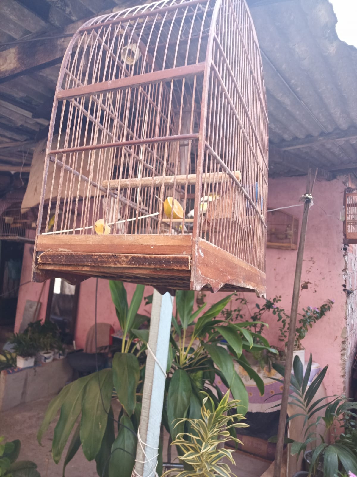 Pássaros silvestres são apreendidos em São Gonçalo após denúncia 