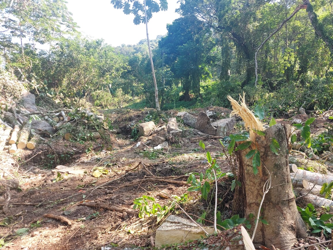 Polícia checa denúncia de desmatamento e construção irregular no Jardim Botânico