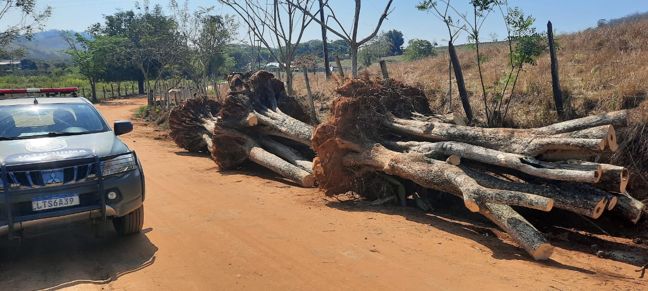 Três grandes árvores são encontradas cortadas em Itaocara após denúncia feita ao Linha Verde, do Disque Denúncia 
