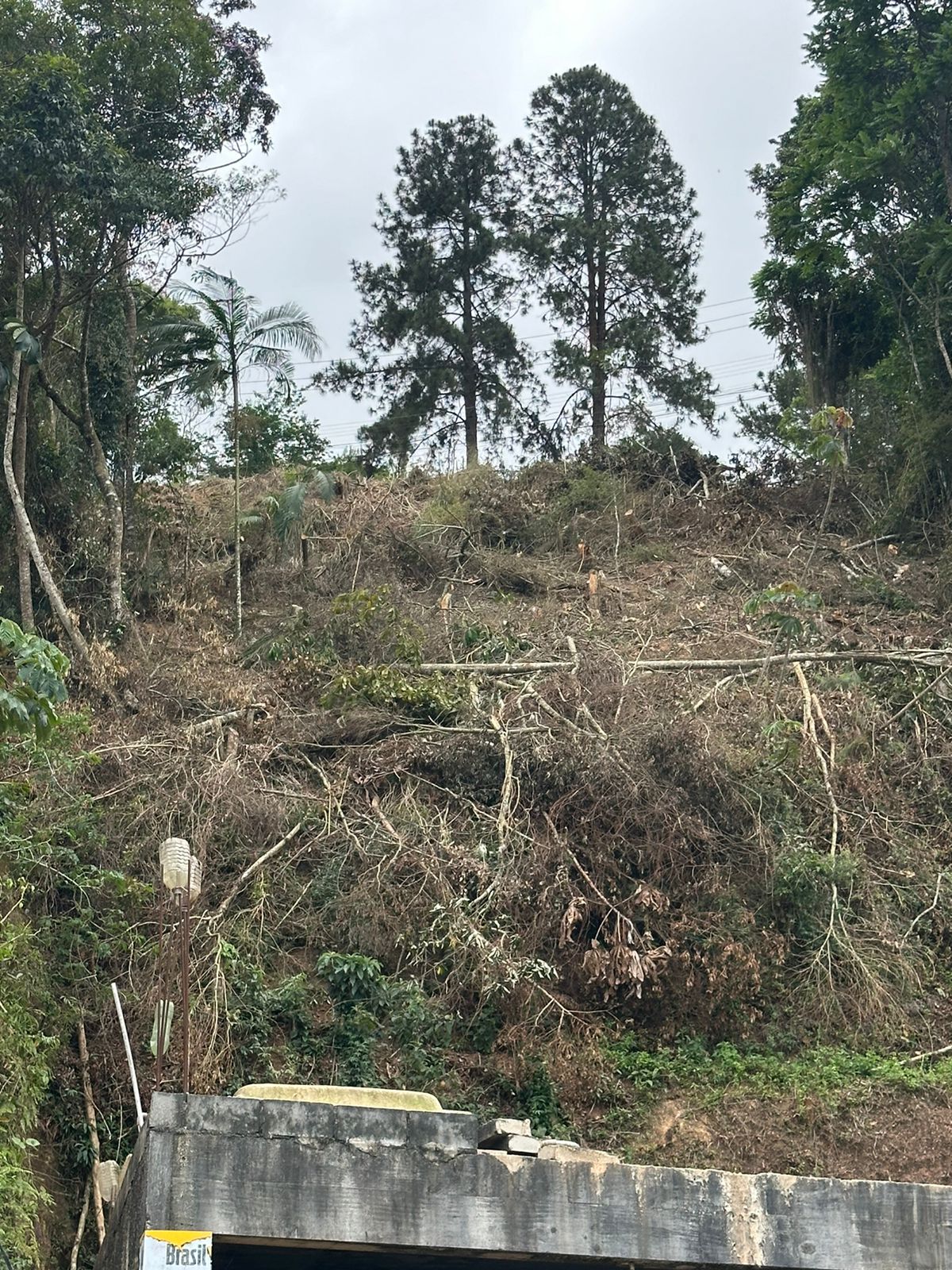 Polícia Ambiental identifica crime contra a flora em Teresópolis com auxílio de informações do Disque Denúncia 