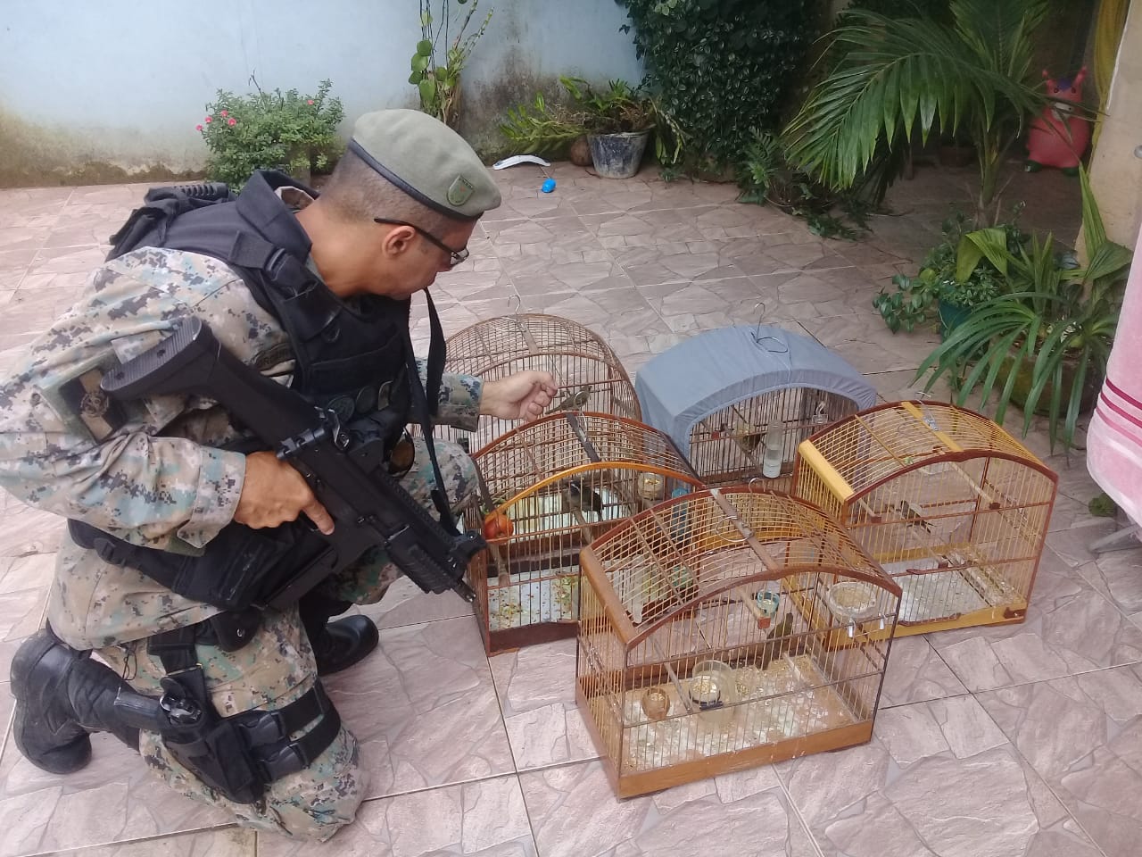 Polícia ambiental resgata pássaros silvestres de cativeiro em Petrópolis