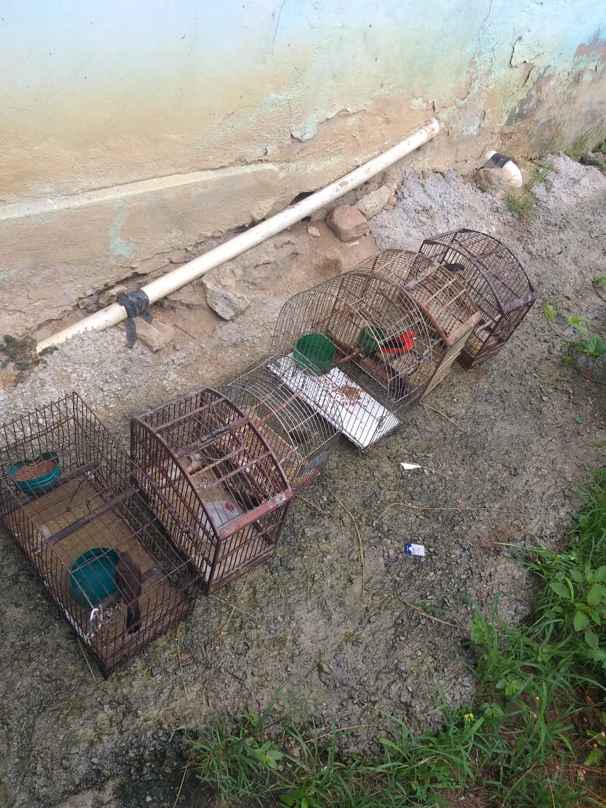 Pássaros silvestres mantidos em cativeiro são resgatados em Macaé