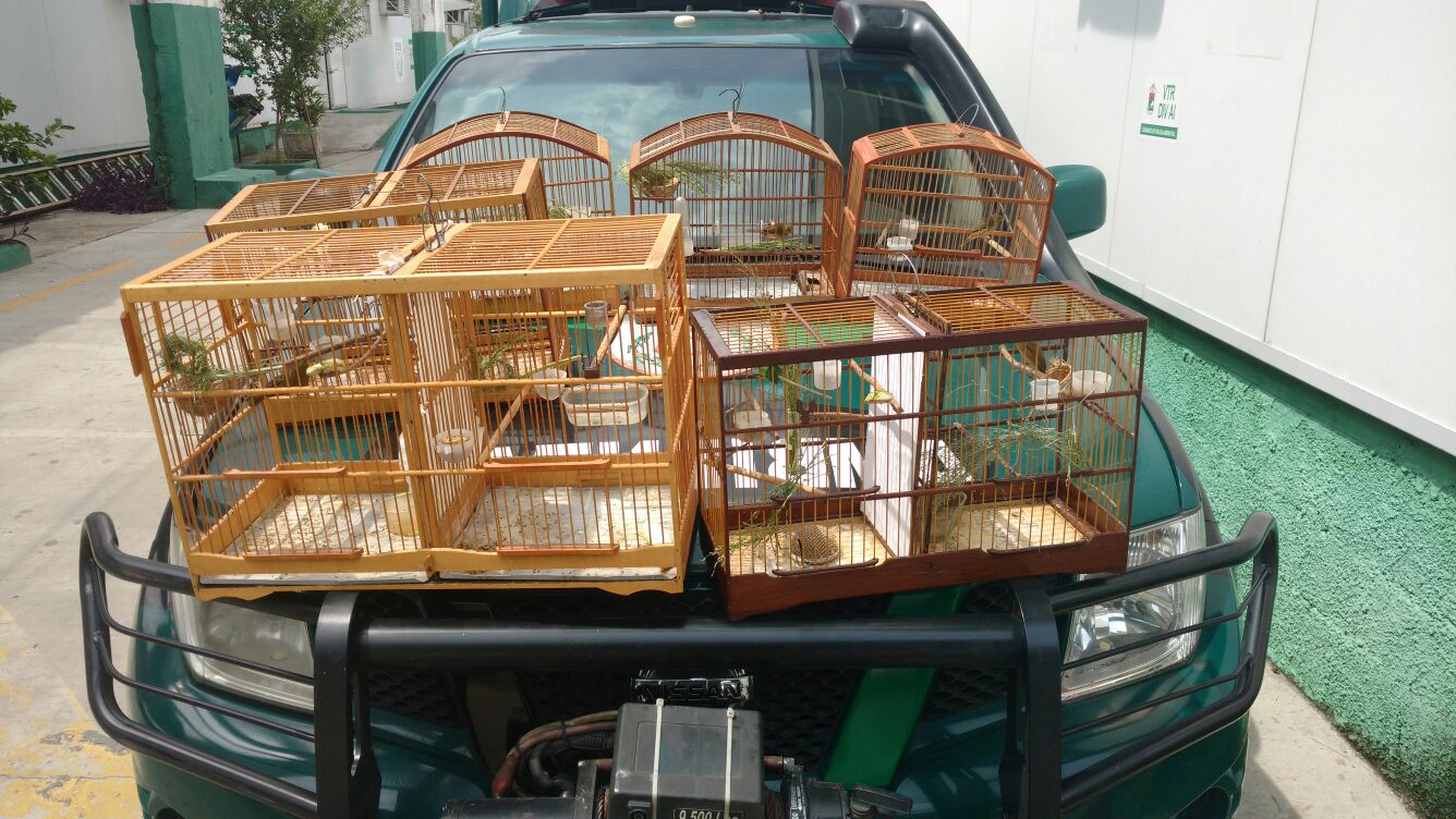 Denúncia do Linha Verde leva polícia a encontrar galpão com aves em Duque de Caxias