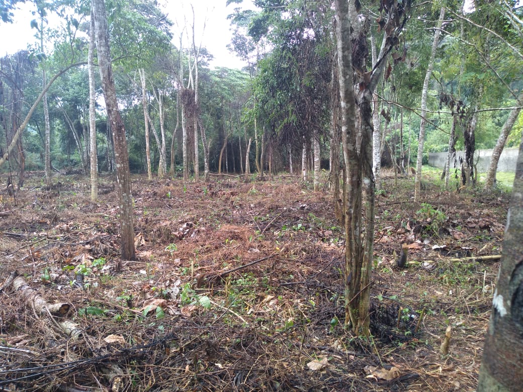 Linha Verde leva polícia ambiental a constatar 10 mil metros quadrados de área desmatada próximo à Parque Estadual em Teresópolis