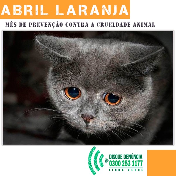 No mês instituído como “Abril Laranja”, programa Linha Verde, do Disque Denúncia, reforça a importância em se denunciar maus tratos contra animais 