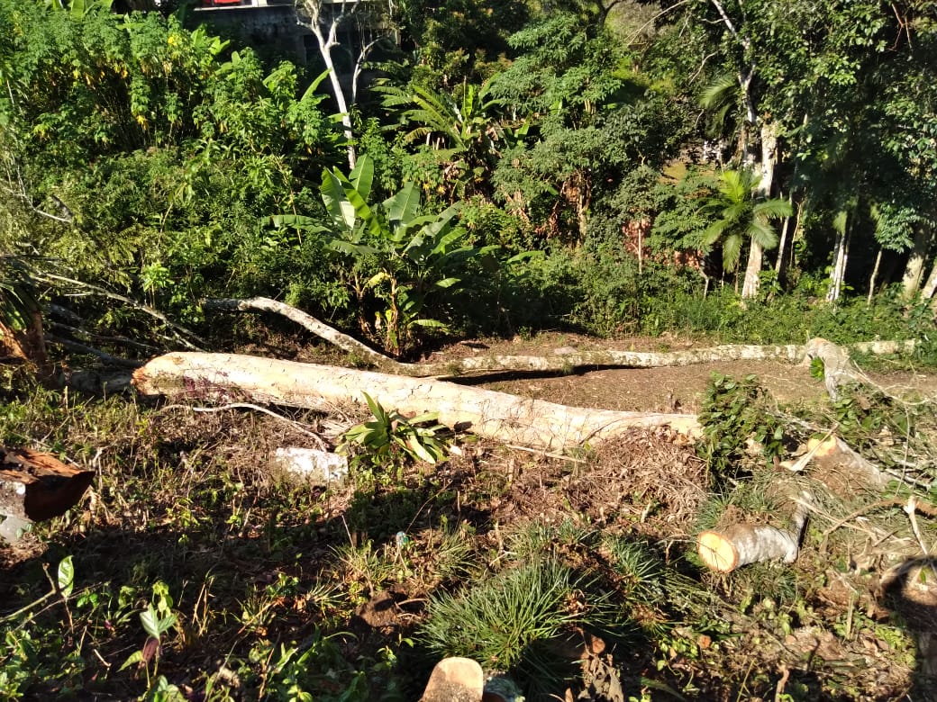 Ambiental apreende motosserras e flagra desmatamento em Teresópolis após denúncia do Linha Verde