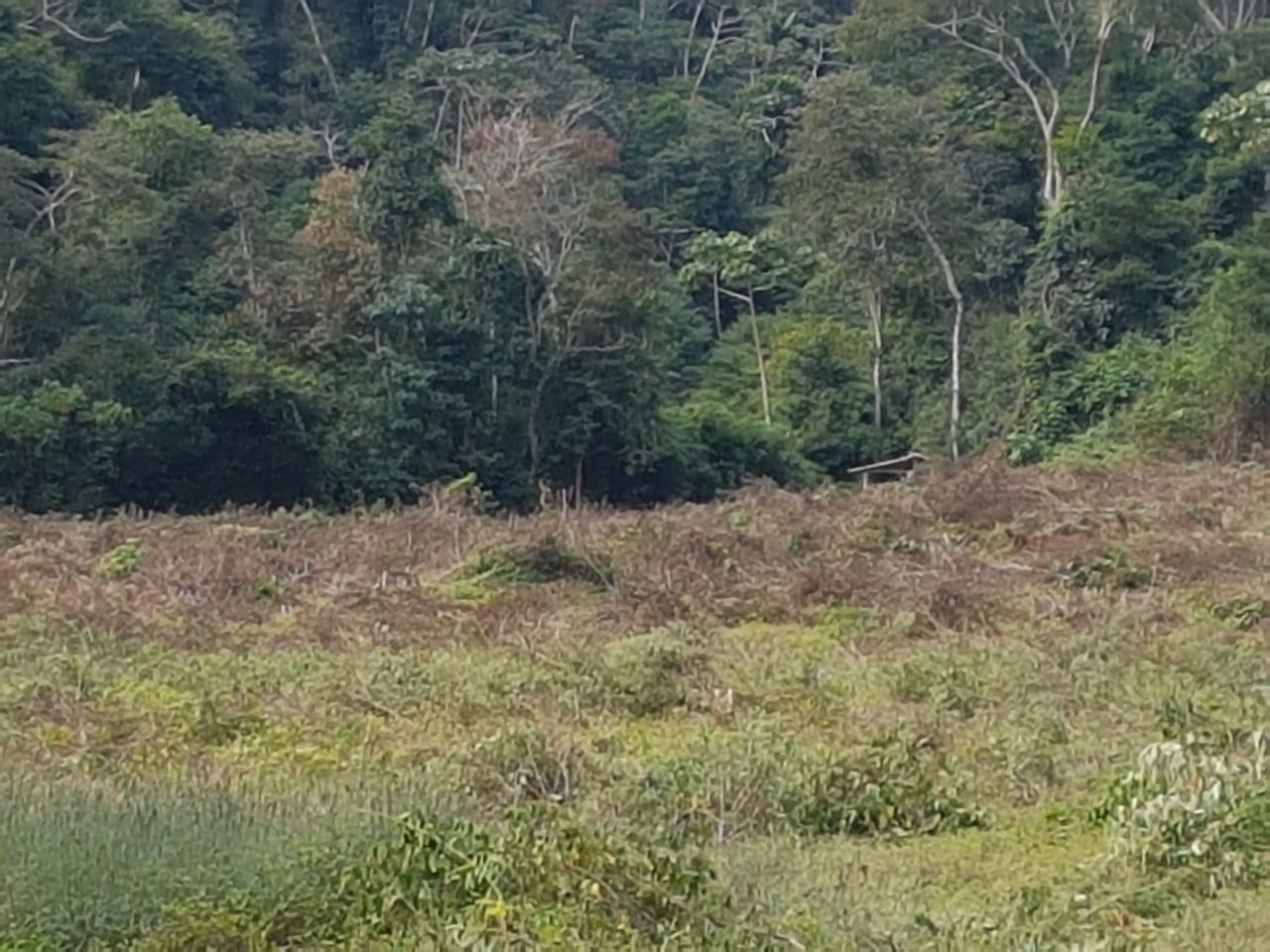 Dois homens são presos por crime ambiental em Teresópolis após denúncia do Linha Verde