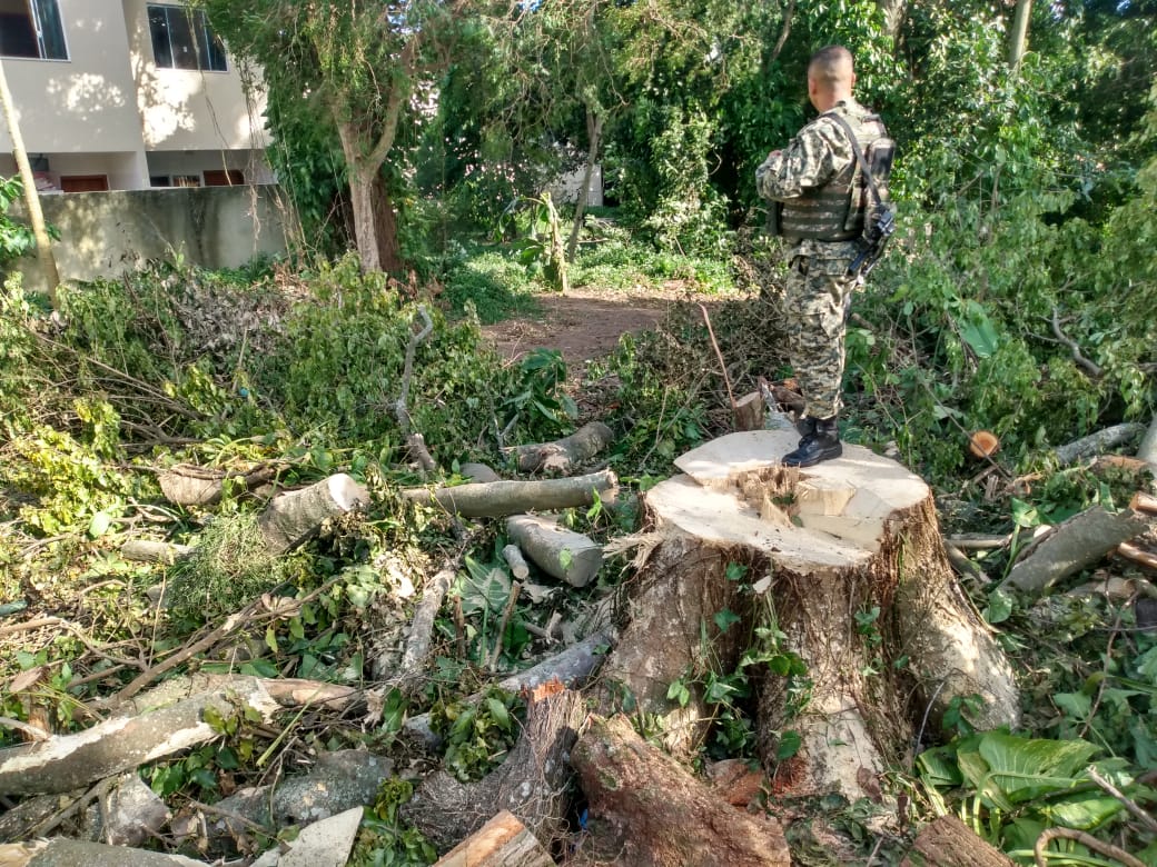 Denúncia leva polícia a identificar o corte de pelo menos 25 árvores em Vargem Grande