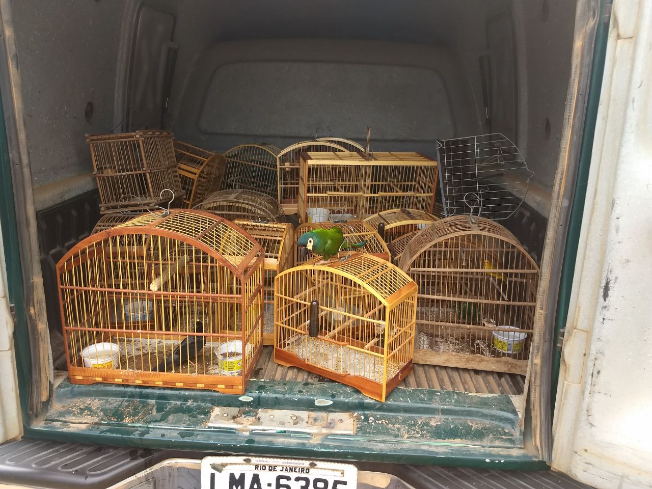 Polícia resgata 22 pássaros silvestres em Itaperuna após denúncia do Linha Verde