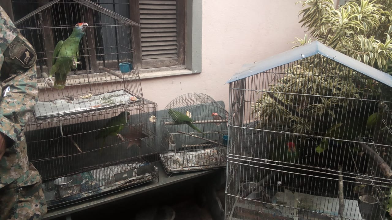 Polícia resgata maritacas e papagaios mantidos de forma ilegal em cativeiro dentro de residência em Campos