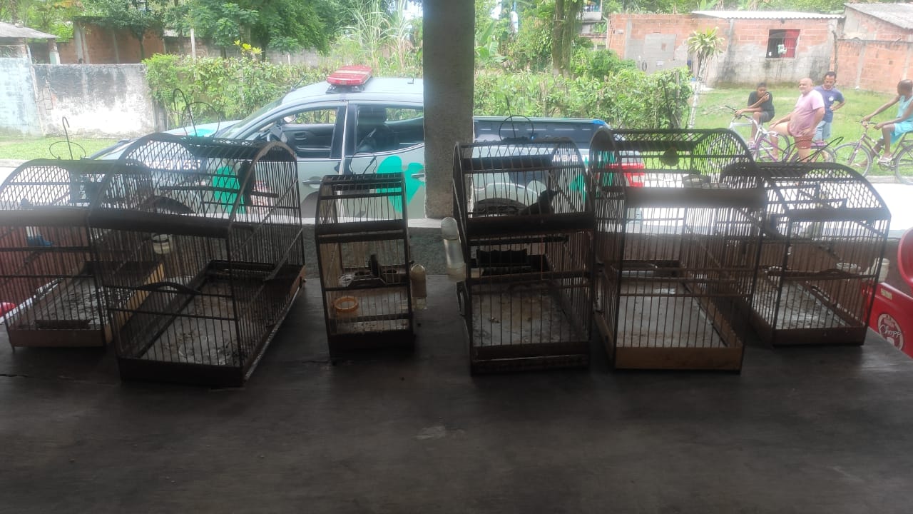 Polícia apreende seis pássaros mantidos em cativeiro em Magé