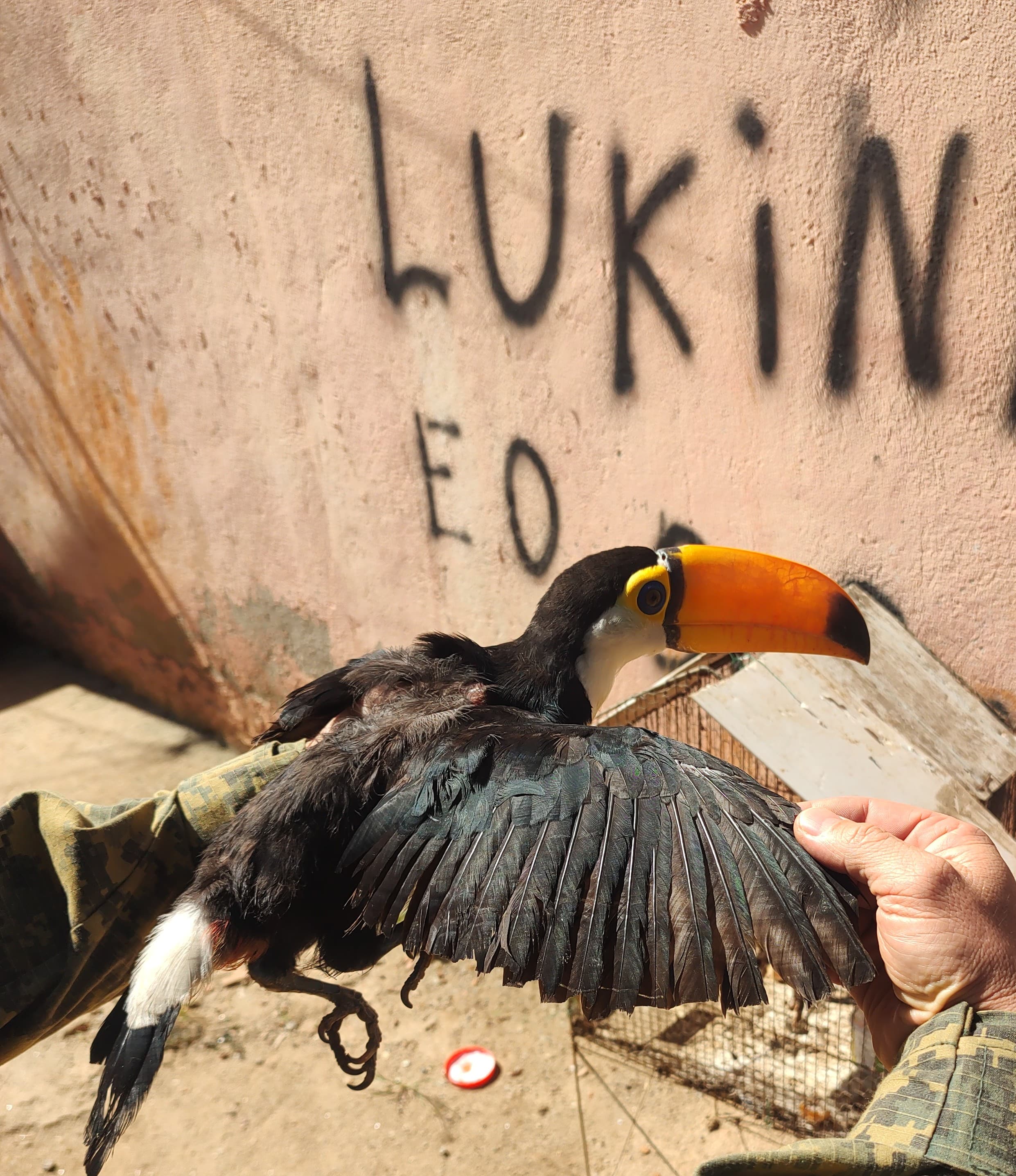 Tucano com asas e pernas cortadas é resgatada de imóvel localizado em Japeri 