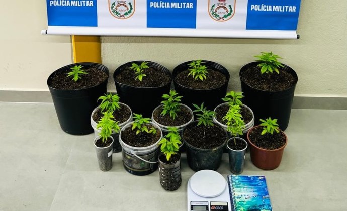Homem é preso em casa, em Paraty, com 14 pés de maconha
