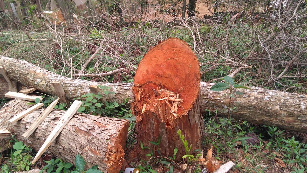 Desmatamento em Petrópolis é identificado pela polícia após informações do Linha Verde