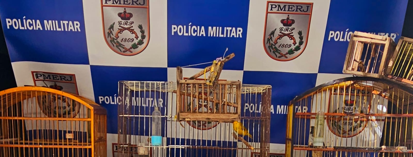 Alçapões e pássaros silvestres são apreendidos em Cabo Frio após denúncia ao Linha Verde 