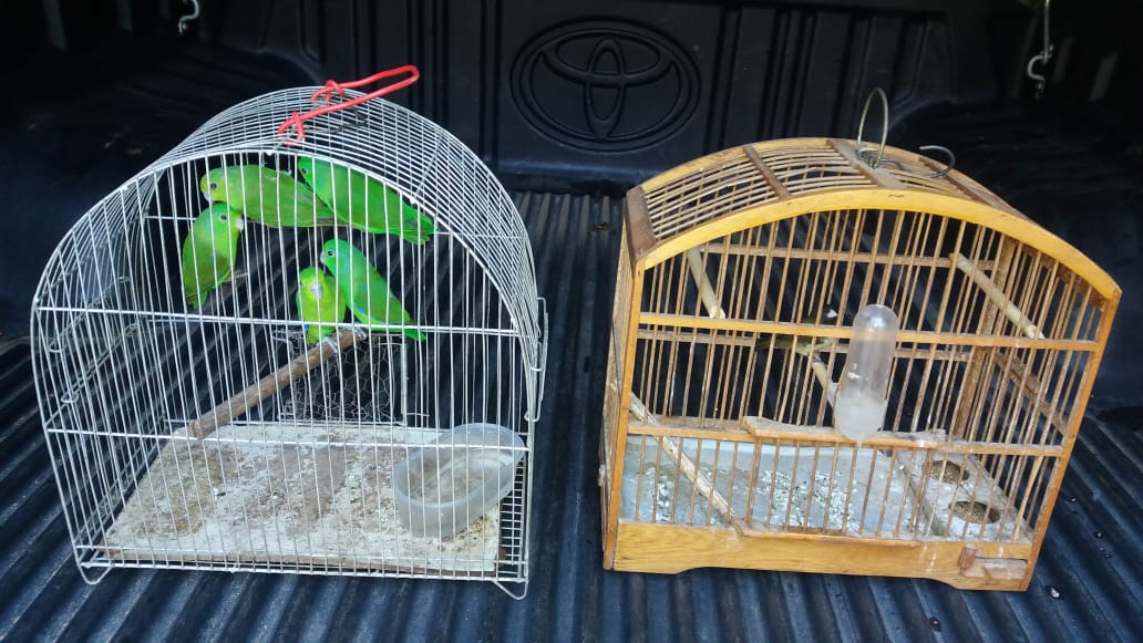 Pássaros silvestres são resgatados de cativeiro em Santa Maria Madalena após denúncia