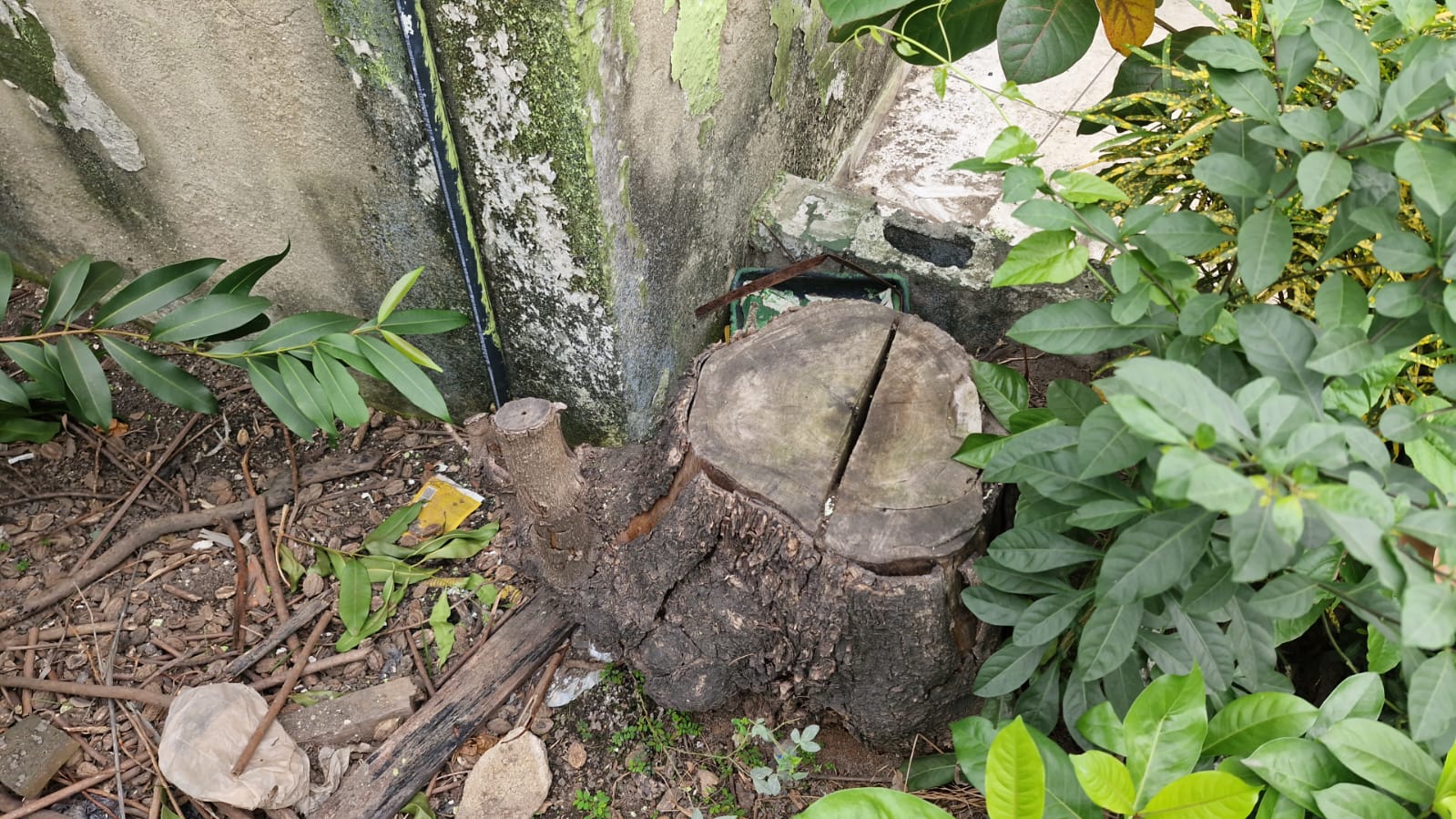 UPAm Pedra Branca identifica corte de árvore na Pavuna 